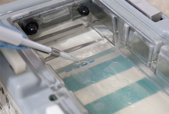 Laboratorio de Biología Molecular